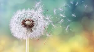 The Key to Manifesting the Life of Your Dreams