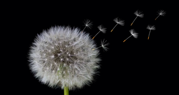Manifest Mavens - Host an Intention Setting Gathering